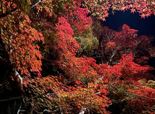 紅葉