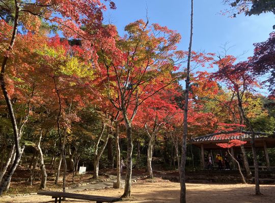 紅葉
