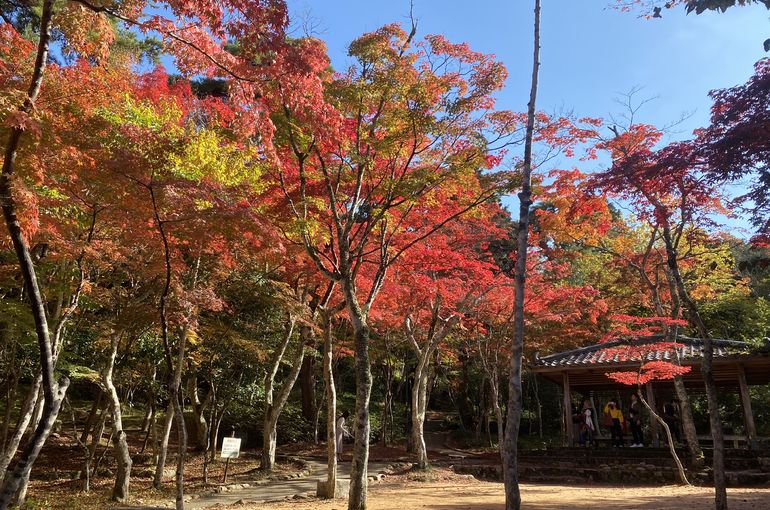 紅葉