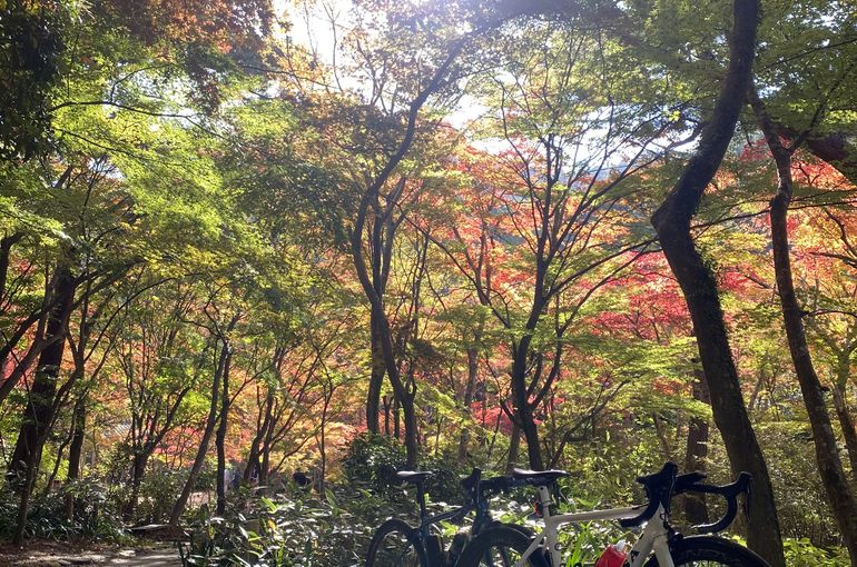 有馬瑞宝寺公園　紅葉